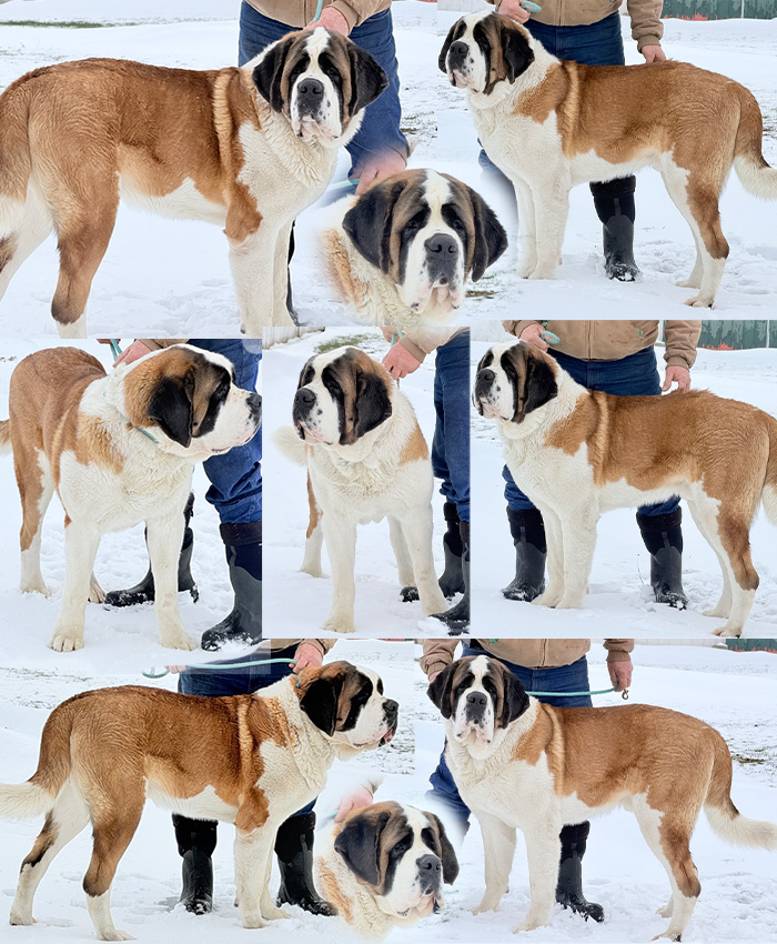 Linenberg Dog VDH Dogs | Our Boys | Linoln