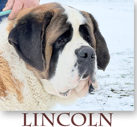 Linenberg Dog VDH Dogs | Our Boys